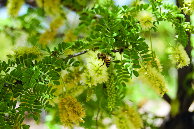 pollen